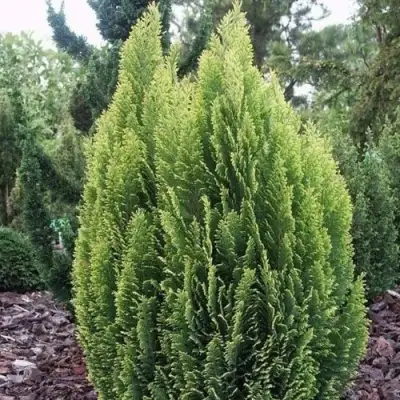 Кипарисовик ЭЛВУДИ ЭМПАЙР лавсона в Слуцке