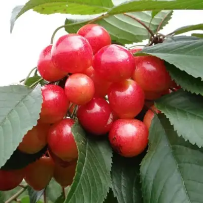 Черешня ГАСТИНЕЦ в Слуцке