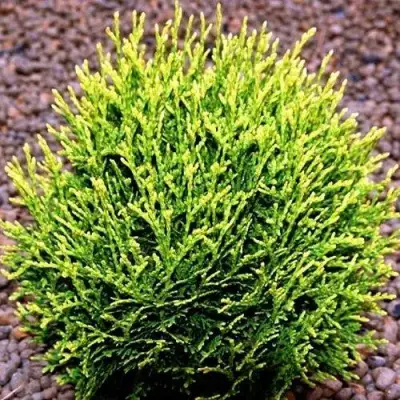 Туя ВОТЕРФИЛД западная в Слуцке