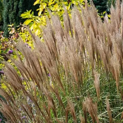 Мискантус КЛЯЙН СИЛЬБЕРСПАЙН китайский  в Слуцке