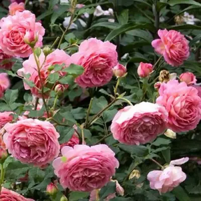 Роза ДЖУБИЛИ СЕЛЕБРЕЙШН английская в Слуцке