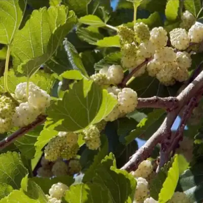 Шелковица БЕЛАЯ АЛЬБА в Слуцке