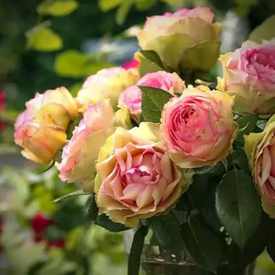 Роза ПИТАХАЙЯ чайно-гибридная в Слуцке