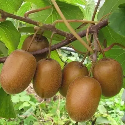 Актинидия ХЕЙВАРД киви в Слуцке