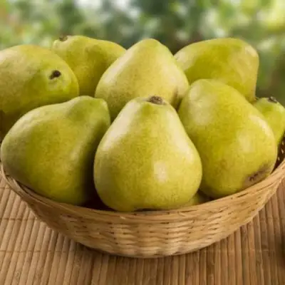 Груша ВИЛИЯ в Слуцке