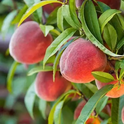 Персик РЕД ХЕВЕН в Слуцке