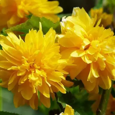 Керрия японская АУРЕОВАРИЕГАТТА в Слуцке