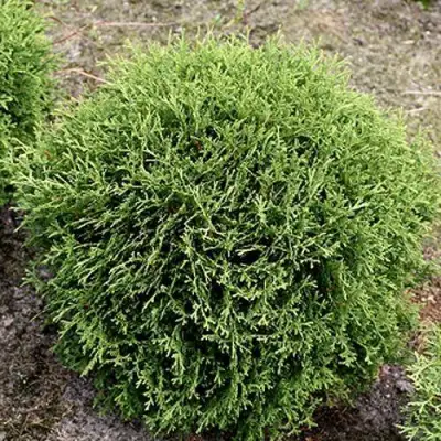 Туя ТИНИ ТИМ западная в Слуцке