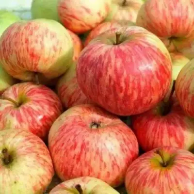 Яблоня РАНЕТКА (КОРОБОВКА) в Слуцке