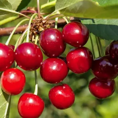 Вишня ЛЮБСКАЯ в Слуцке