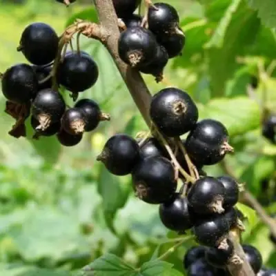 Смородина черная ВОЛОГДА в Слуцке