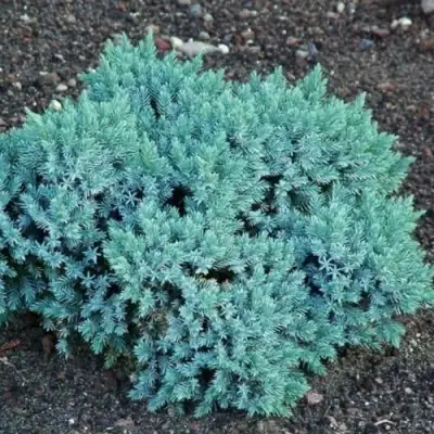 Можжевельник БЛЮ СТАР чешуйчатый в Слуцке