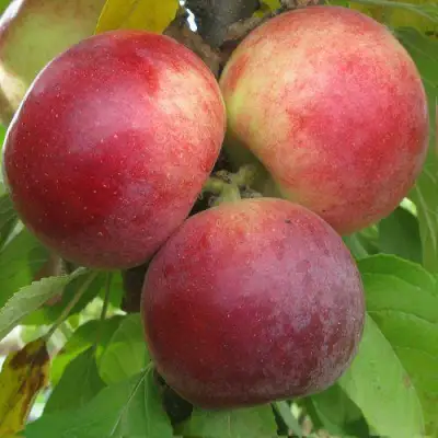 Яблоня БАЛЕРИНА ФЛАМЕНКО колонновидная  в Слуцке