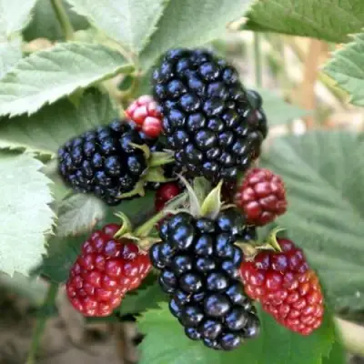 Ежевика ОРКАН бесшипная  в Слуцке