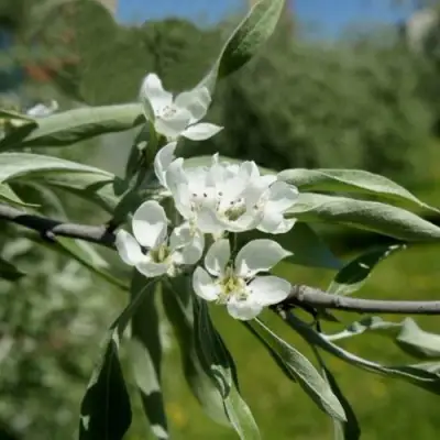 Груша ИВОЛИСТНАЯ в Слуцке