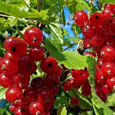 Смородина красная НЕНАГЛЯДНАЯ в Слуцке