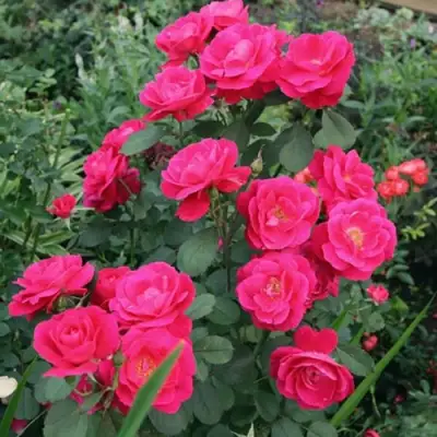 Роза ДЖОРДЖ ВАНКУВЕР флорибунда в Слуцке