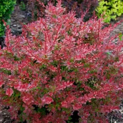 Барбарис ГОЛДЕН РИНГ тунберга в Слуцке