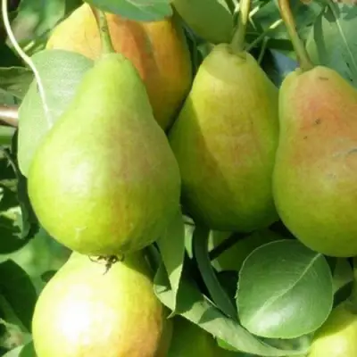 Груша ЛИРА в Слуцке