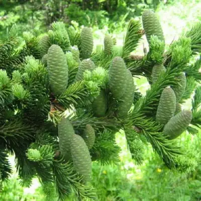 Пихта белая в Слуцке