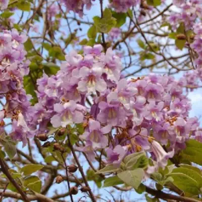 саженцы павлонии