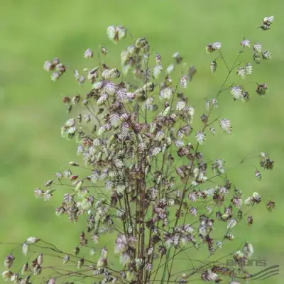 Трясунка средняя в Слуцке