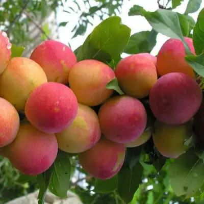 Слива СКОРОПЛОДНАЯ в Слуцке