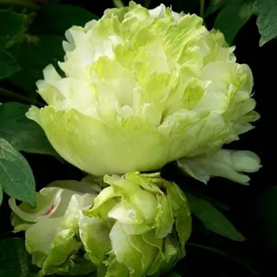 Пион ЗЕЛЕНЫЙ ШАР древовидный в Слуцке