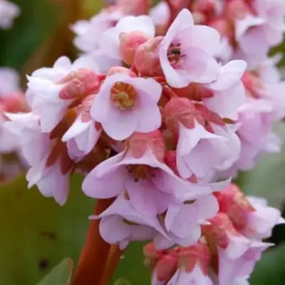 Бадан БЭБИ ДОЛЛ в Слуцке