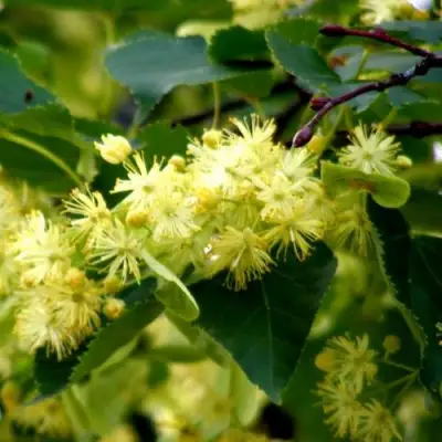 Липа сердцевидная в Слуцке