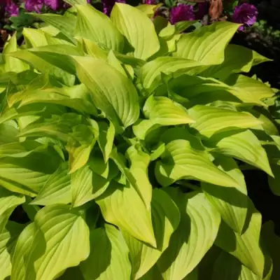 Хоста ХИДОН САНСЕТ в Слуцке