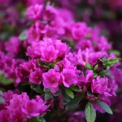 Азалия ГЕЙША ПЕРПЛ японская в Слуцке