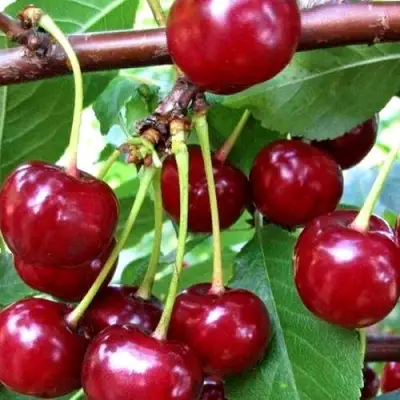 Дюк ШПАНКА ДОНЕЦКАЯ в Слуцке