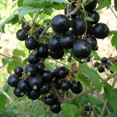 Смородина чёрная ШАРОВИДНАЯ в Слуцке