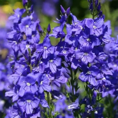 Вероника австрийская в Слуцке