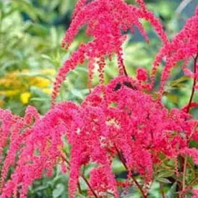 Астильба РЕД ЧАРМ Арендса в Слуцке