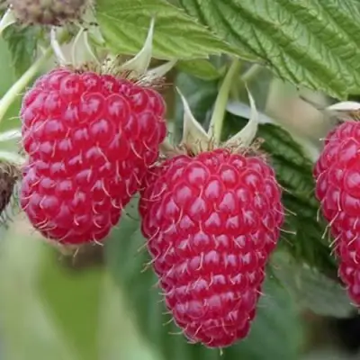 Малина ТУЛАМИН в Слуцке