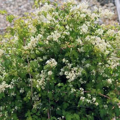 Стефанандра КРИСПА надрезаннолистная в Слуцке