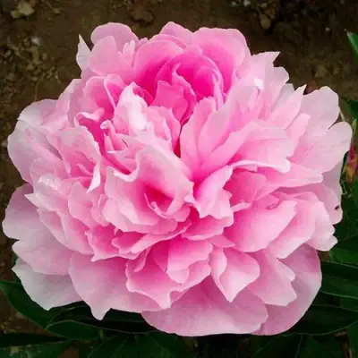 Пион ЛЕТЯЩИЙ ЖУРАВЛЬ травянистый в Слуцке