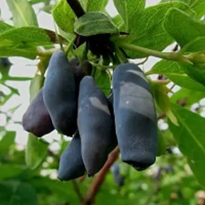 Жимолость съедобная ЧУЛЫМСКАЯ в Слуцке