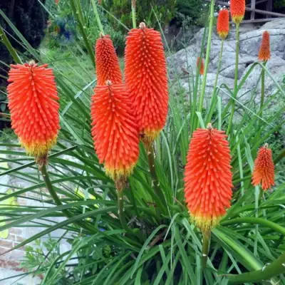 Книфофия БЕНГАЛ ФАЕР гибридная в Слуцке