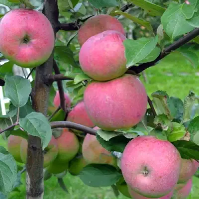 Яблоня БРЯНСКОЕ РОЗОВОЕ в Слуцке