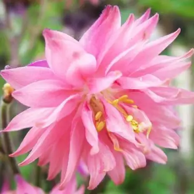 Аквилегия БАРЛОУ ПИНК гибрид МакКаны в Слуцке