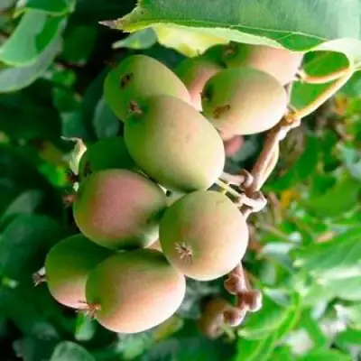 Актинидия ГИБРИДНАЯ КОЛБАСИНОЙ в Слуцке