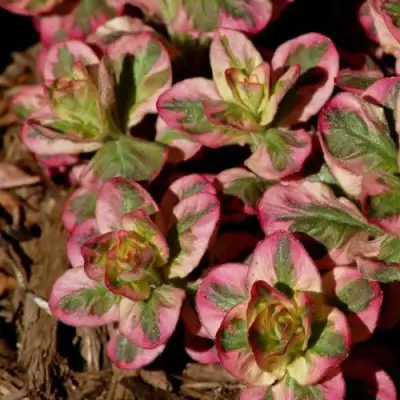 Вербейник АЛЕКСАНДР точечный в Слуцке