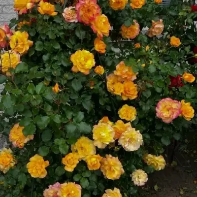 Роза САХАРА плетистая в Слуцке