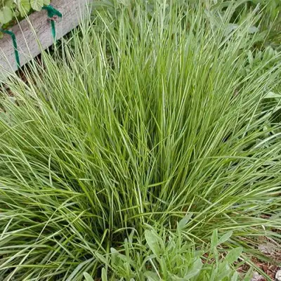 Вейник АВАЛАНШ остроцветковый в Слуцке