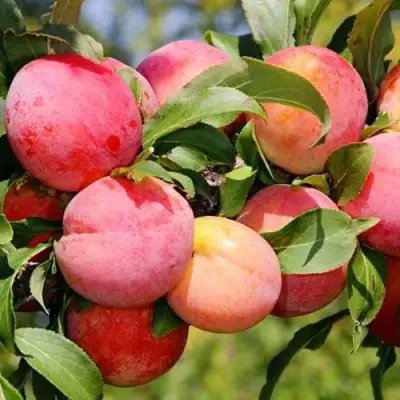 Слива ФАВОРИТЕ ДЕ СУЛТАНО в Слуцке