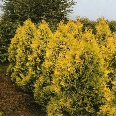 Туя ЕВРОПА ГОЛД западная в Слуцке