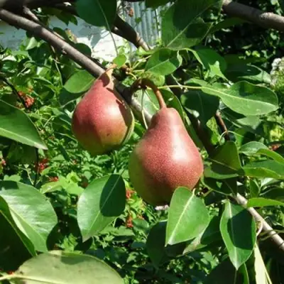 Груша РУМЯНАЯ КЕДРИНА в Слуцке
